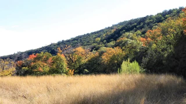 Bigtooth maples changing color at Lost Maples State Natural Area