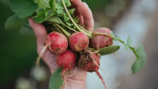 A hand holding a bunch of freshly pulled red radishes with green leaves attached