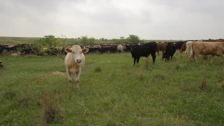 Cattle on a ranch in Henrietta, Texas