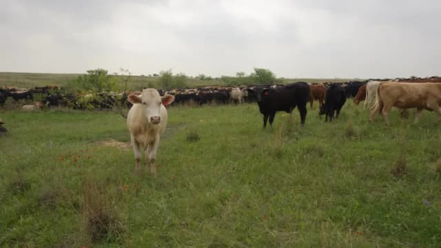 Cattle on a ranch in Henrietta, Texas