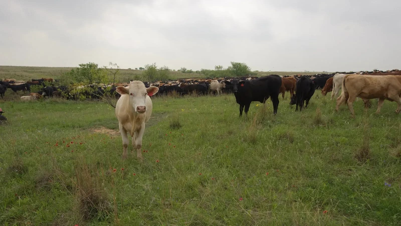 Cattle on a ranch in Henrietta, Texas