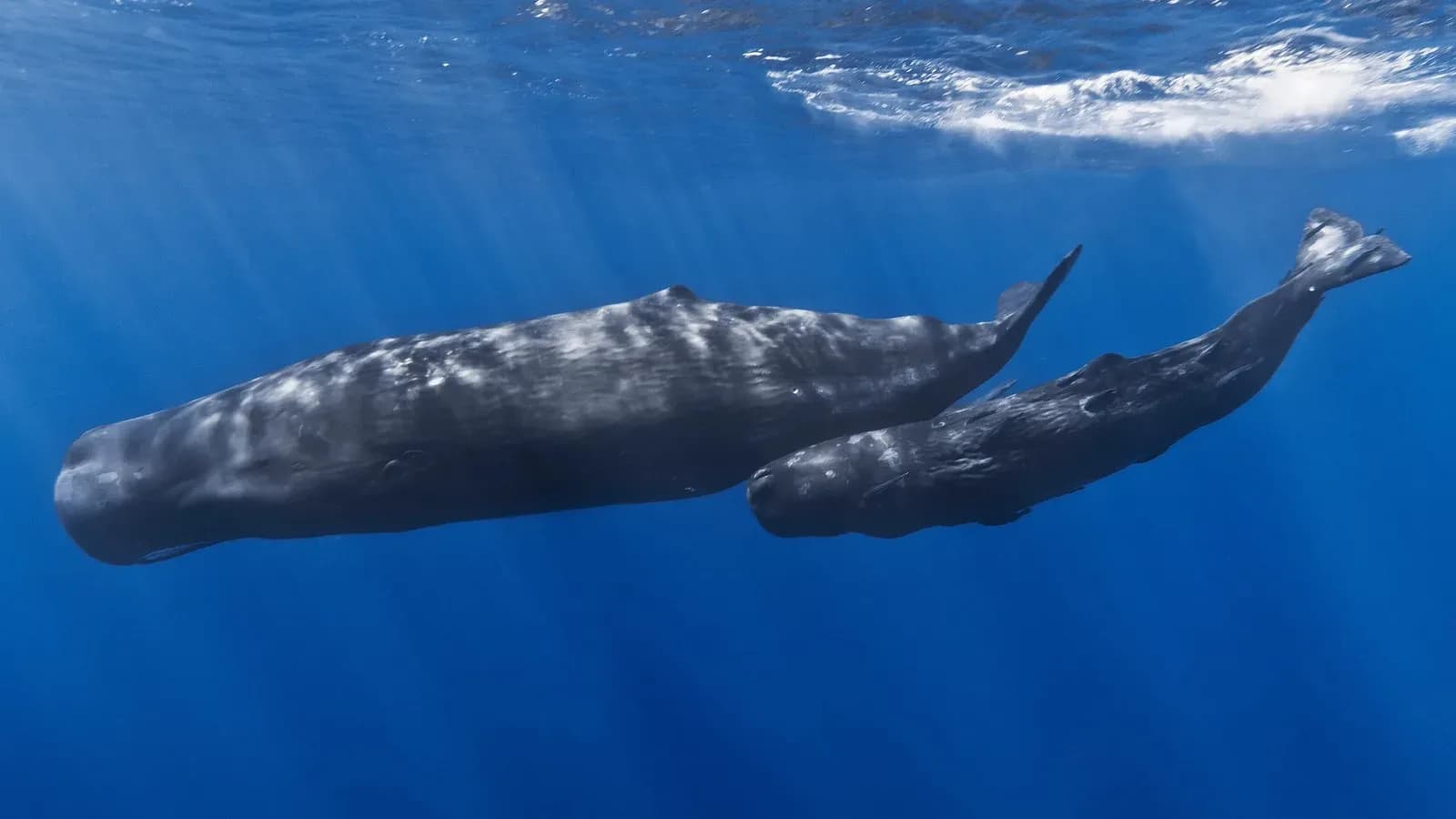 A mother sperm whale and her calf swimming underwater in blue ocean