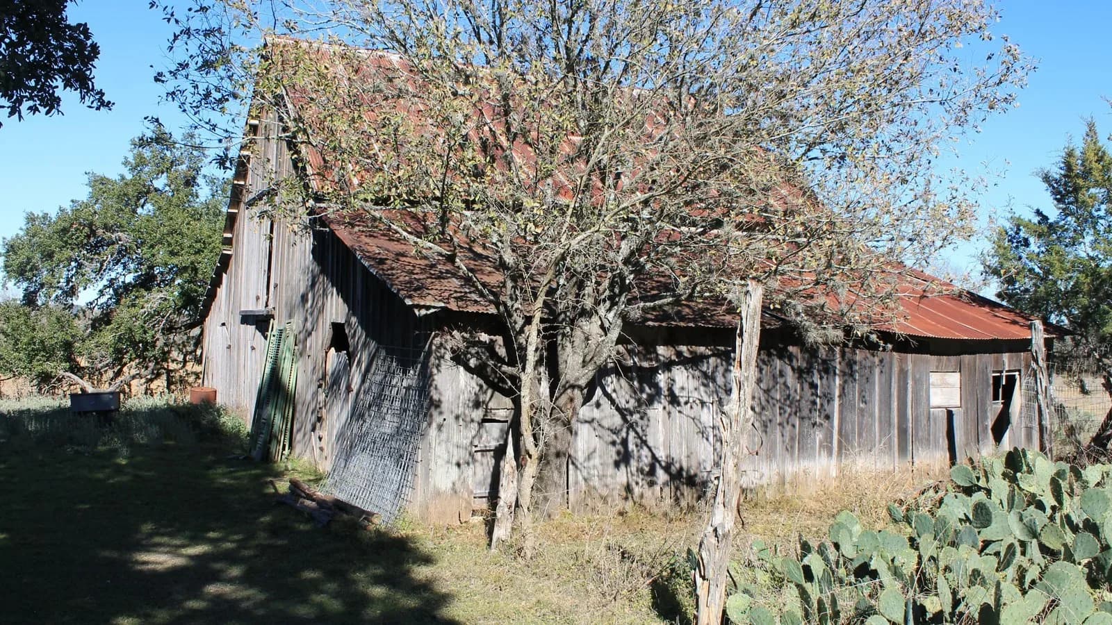 A weathered wooden barn with a rusted tin roof beside a bare tree and prickly pear at Herff Farm