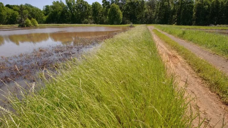 Restored wetland habitat at Alazan Bayou Wildlife Management Area in East Texas