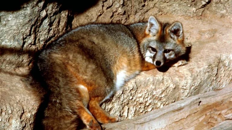 A gray fox crouched on a rock ledge, looking toward the camera