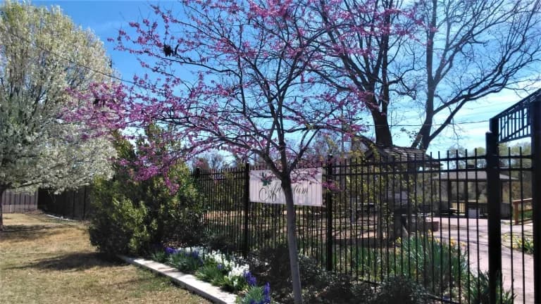 A redbud in pink bloom and a white flowering tree beside an iron fence at the Lubbock Memorial Arboretum
