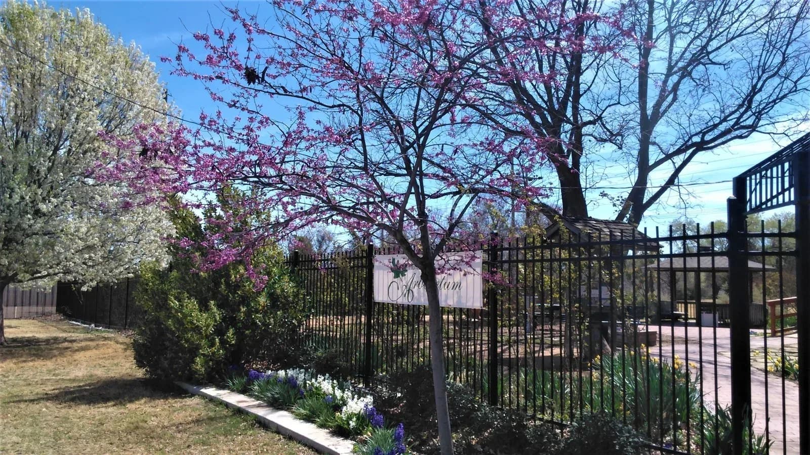 A redbud in pink bloom and a white flowering tree beside an iron fence at the Lubbock Memorial Arboretum