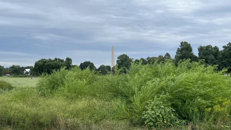 The Washington Monument rising beyond tall green brush and trees at the edge of a golf course under a cloudy sky
