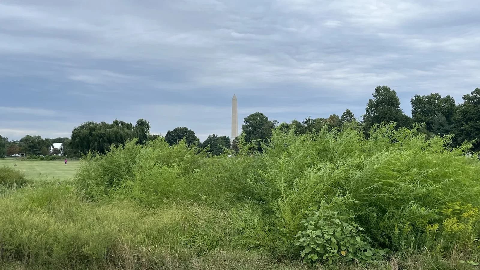 The Washington Monument rising beyond tall green brush and trees at the edge of a golf course under a cloudy sky