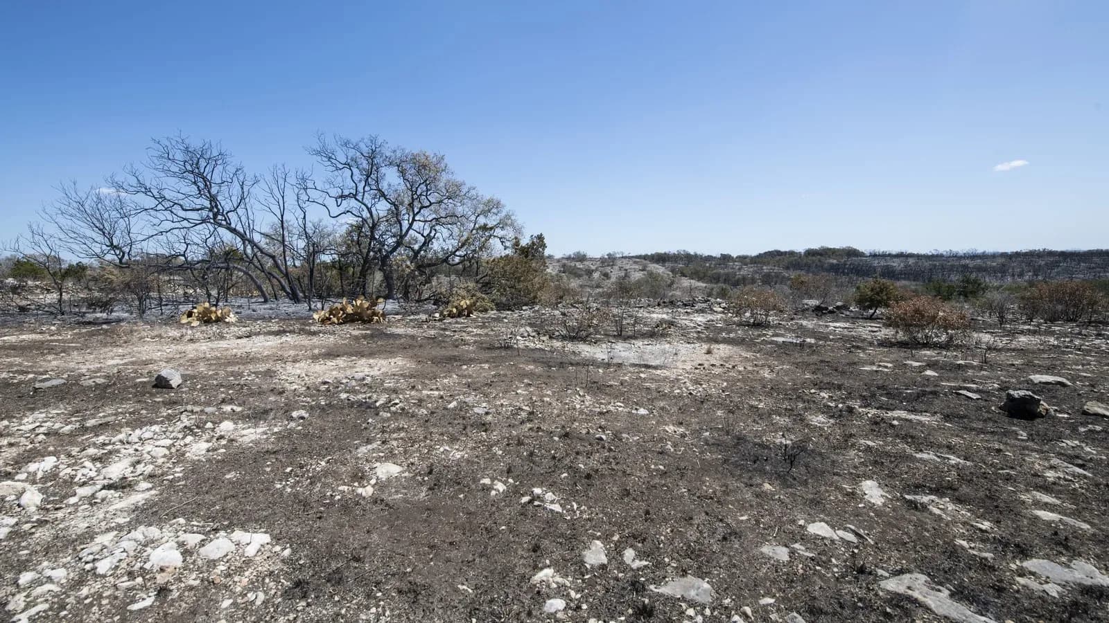 Blackened, burned ground and scorched trees under a clear blue sky after a Texas wildfire