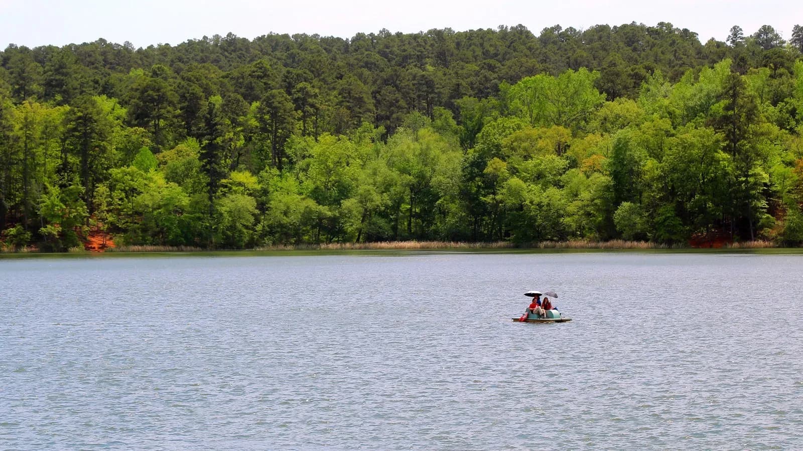 A paddleboat on the lake at Tyler State Park with a pine forest behind it