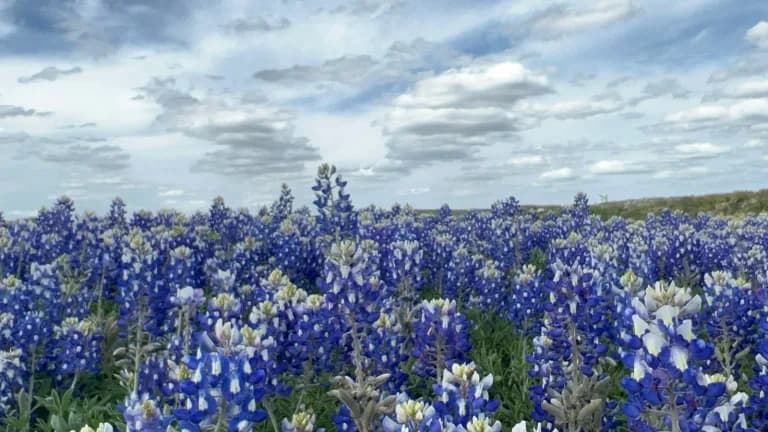 A dense field of blue and white bluebonnets under a cloudy sky