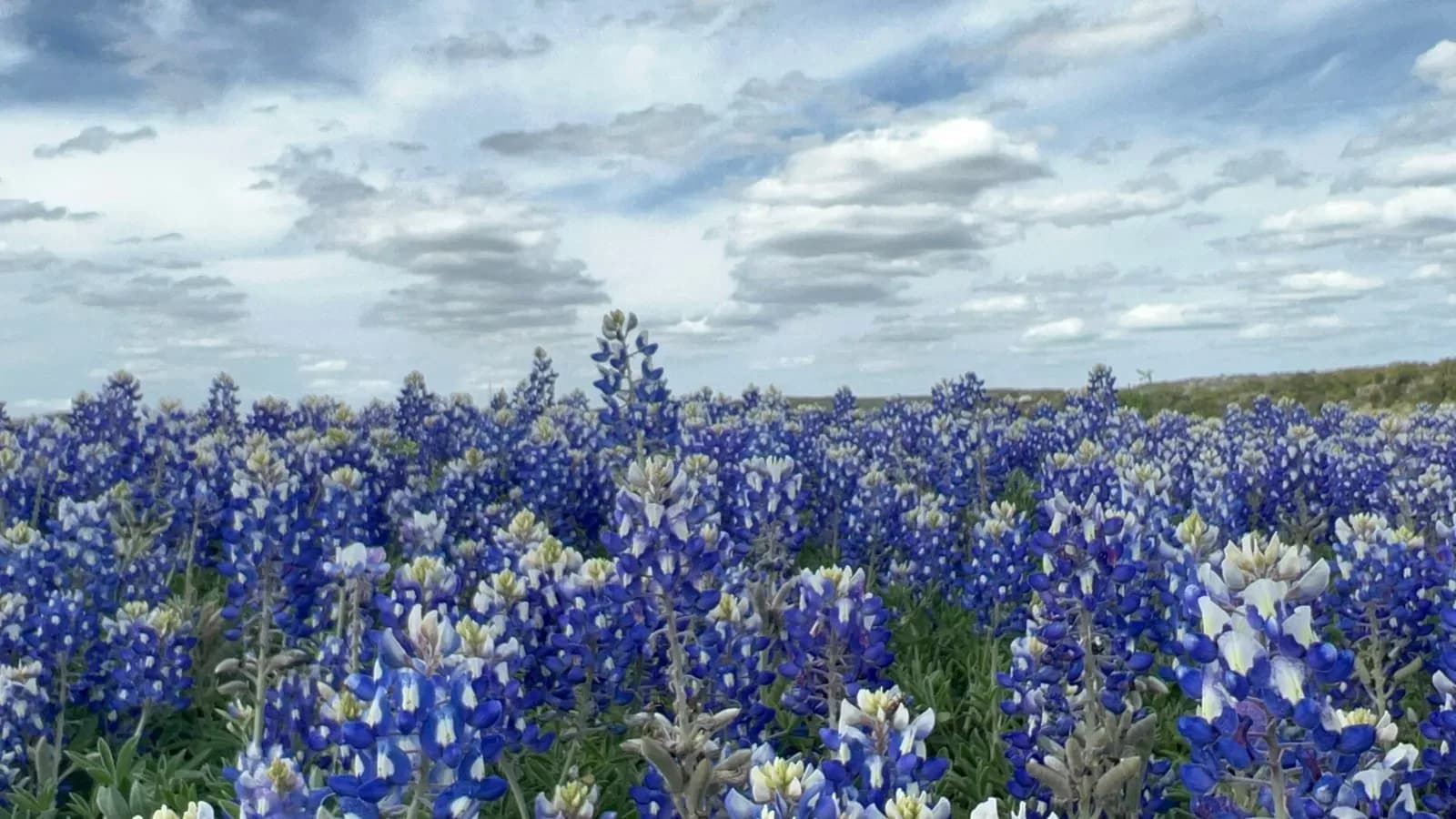 A dense field of blue and white bluebonnets under a cloudy sky