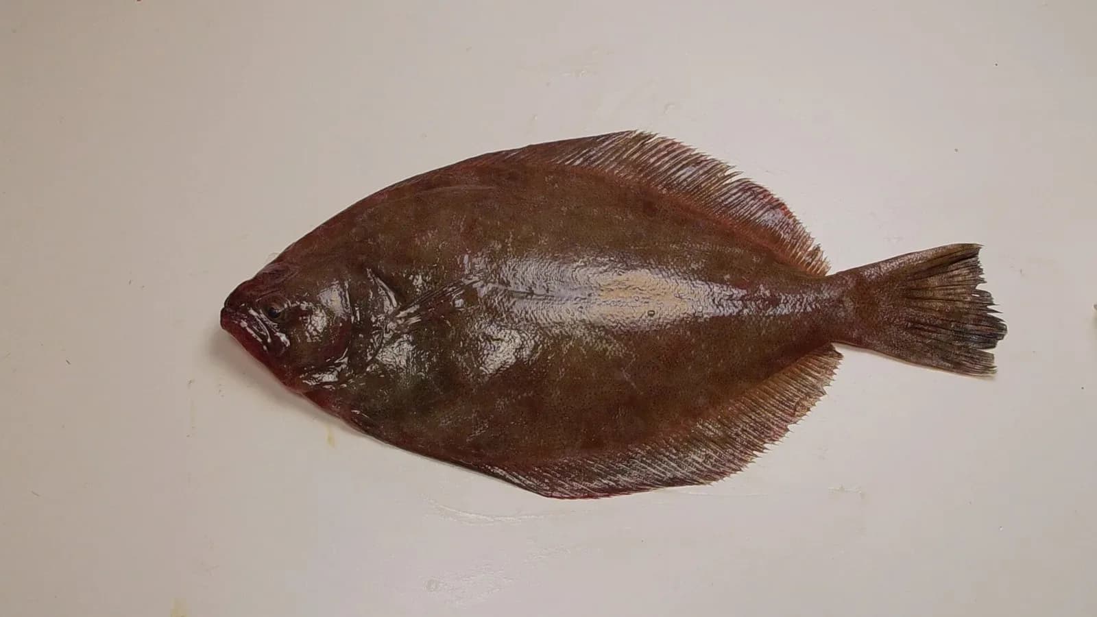 A brown southern flounder lying flat on a white table, its body speckled with faint spots