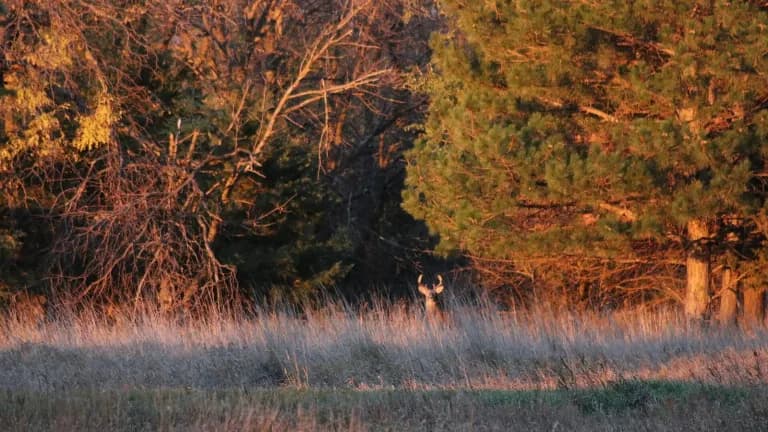 A white-tailed buck stands at the edge of autumn trees in tall golden grass at dawn