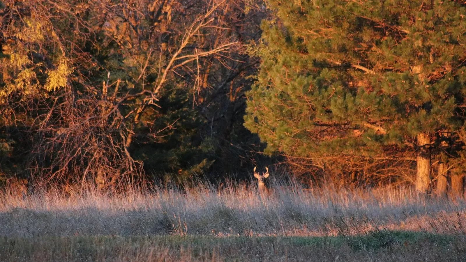 A white-tailed buck stands at the edge of autumn trees in tall golden grass at dawn