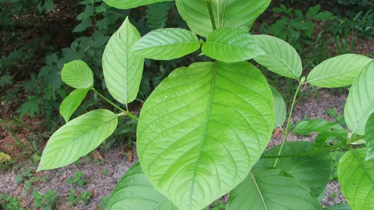 Green leaves of the kratom plant, Mitragyna speciosa