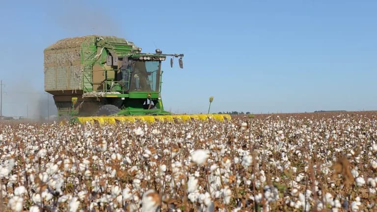 A cotton stripper harvests a field of open cotton bolls on the South Plains