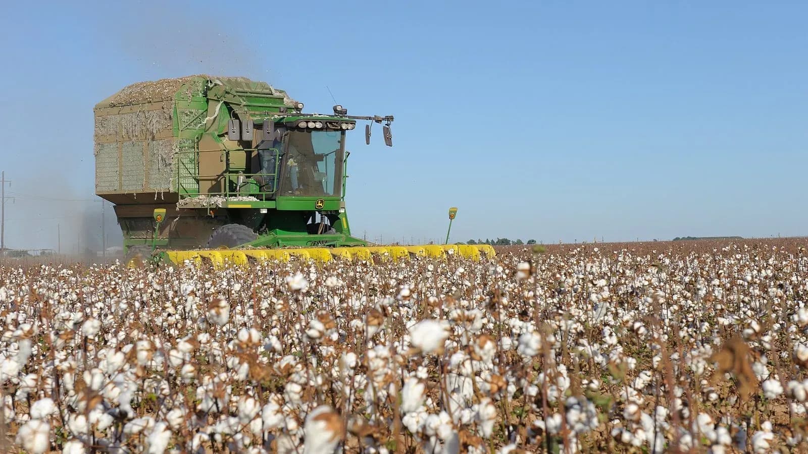 A cotton stripper harvests a field of open cotton bolls on the South Plains
