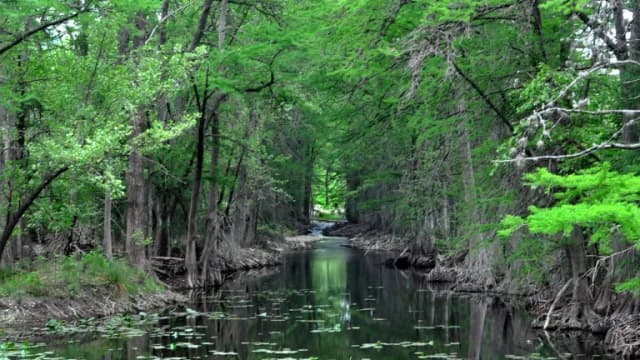 Bald cypress trees line a calm stretch of the Guadalupe River in Kerr County