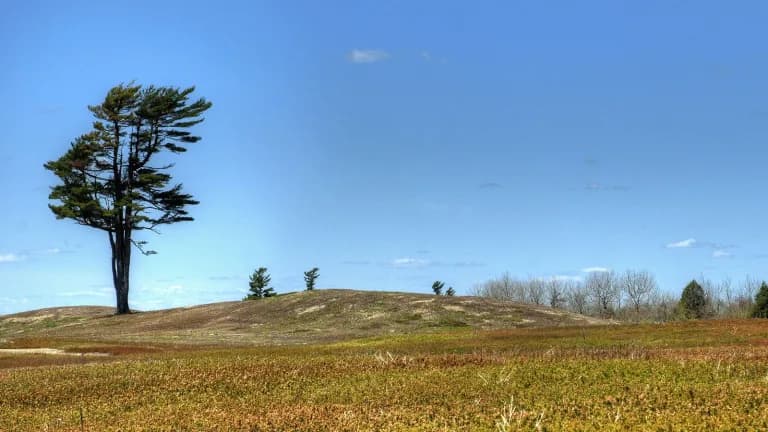 A low wild blueberry barren in Maine with reddish-green plants, a gentle hill and a lone wind-bent pine under a blue sky