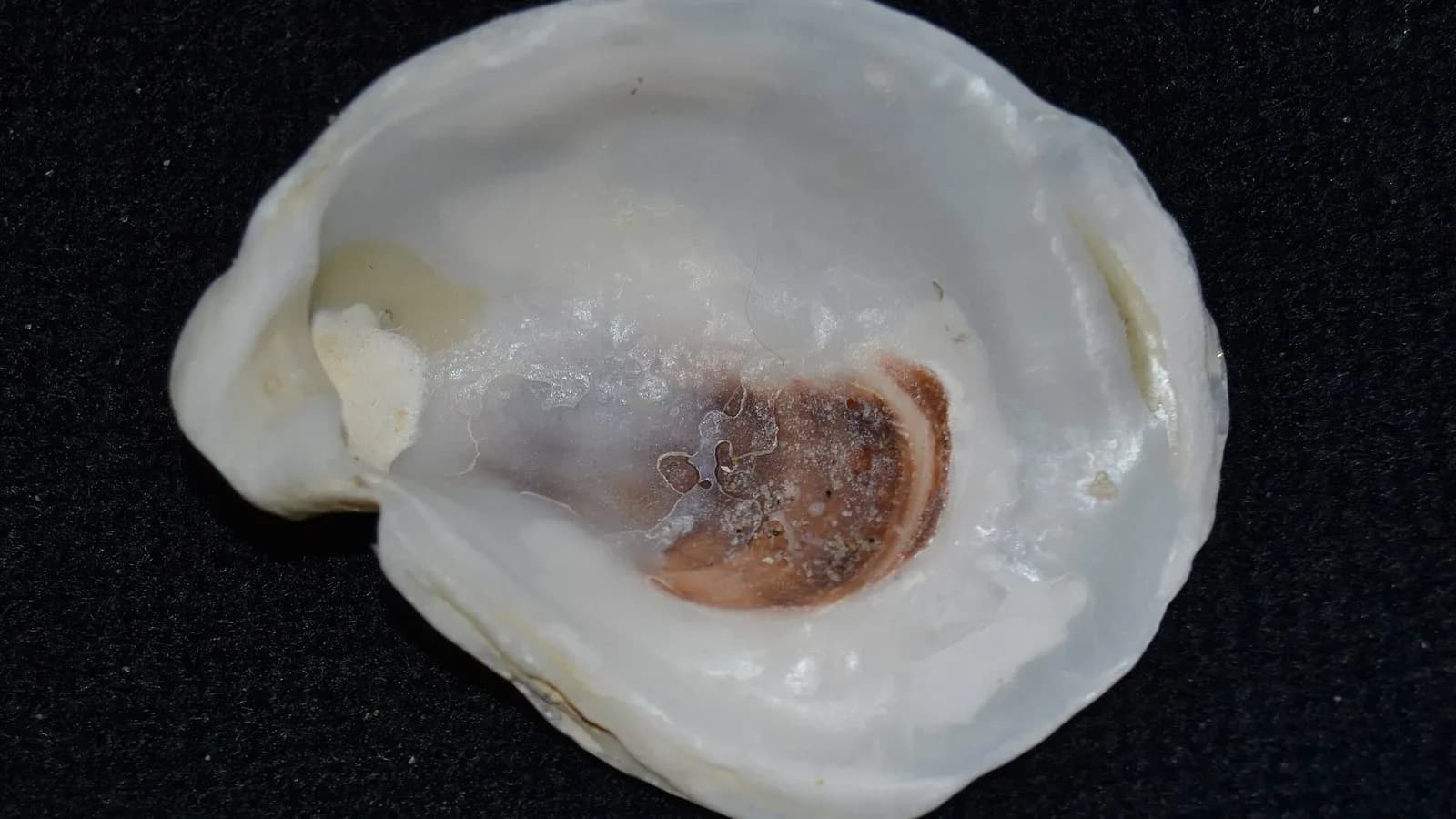 The pearly inside of an empty eastern oyster shell on a dark background