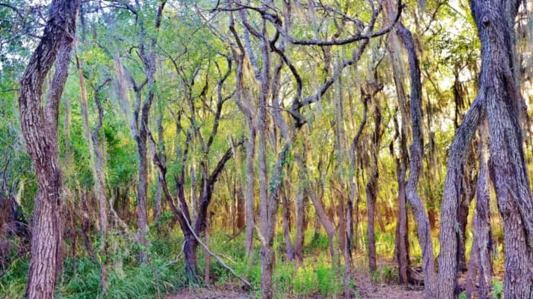 Trees and brush at the Santa Ana National Wildlife Refuge in the Rio Grande Valley