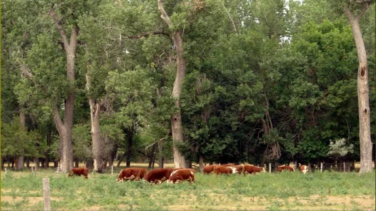 Hereford beef cattle grazing in a green pasture in front of a stand of cottonwood trees