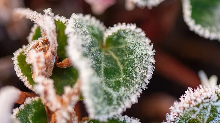 Garden plants covered in white morning frost