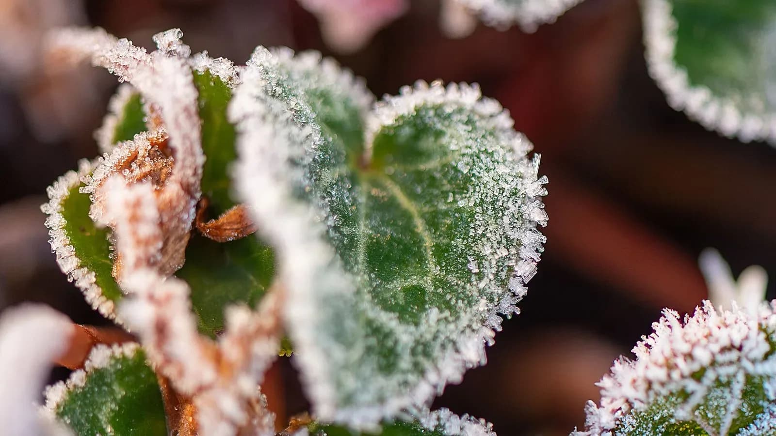 Garden plants covered in white morning frost