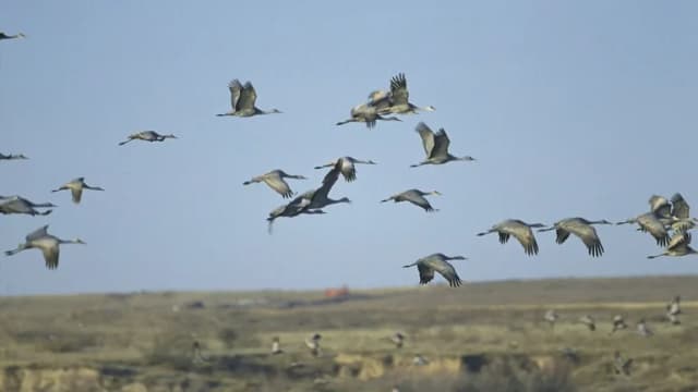 A flock of sandhill cranes in flight over Muleshoe National Wildlife Refuge