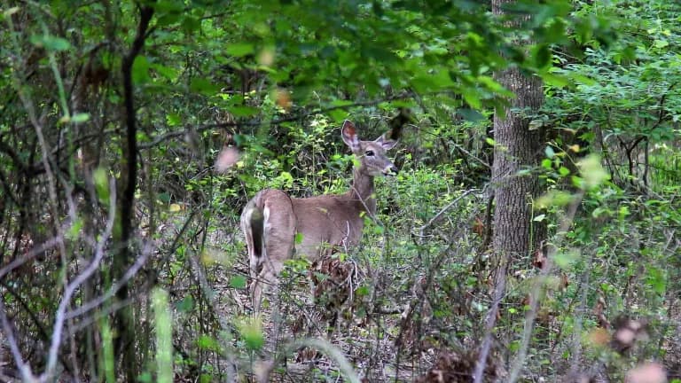 A white-tailed deer standing among trees and brush at Lake Tawakoni State Park