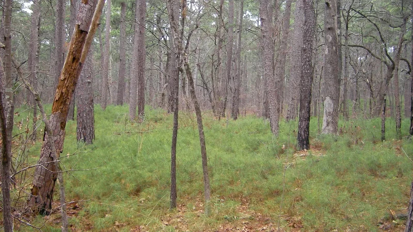 A Piney Woods Christmas at Tyler State Park, Tyler, Texas