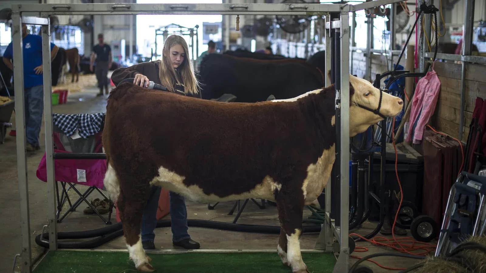Young exhibitor grooming a Hereford calf in a livestock barn (illustrative)