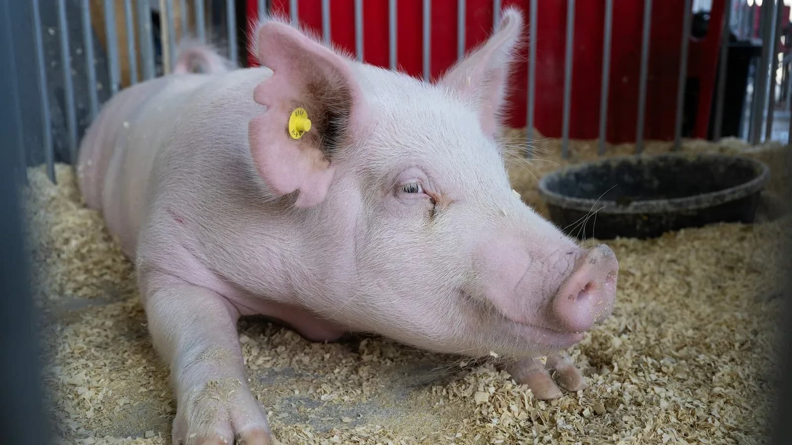 Show pig resting in a livestock barn pen (illustrative)