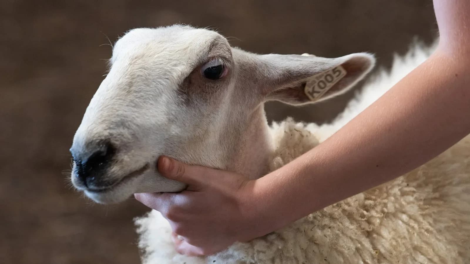 Close-up of a show lamb being held by its exhibitor (illustrative)