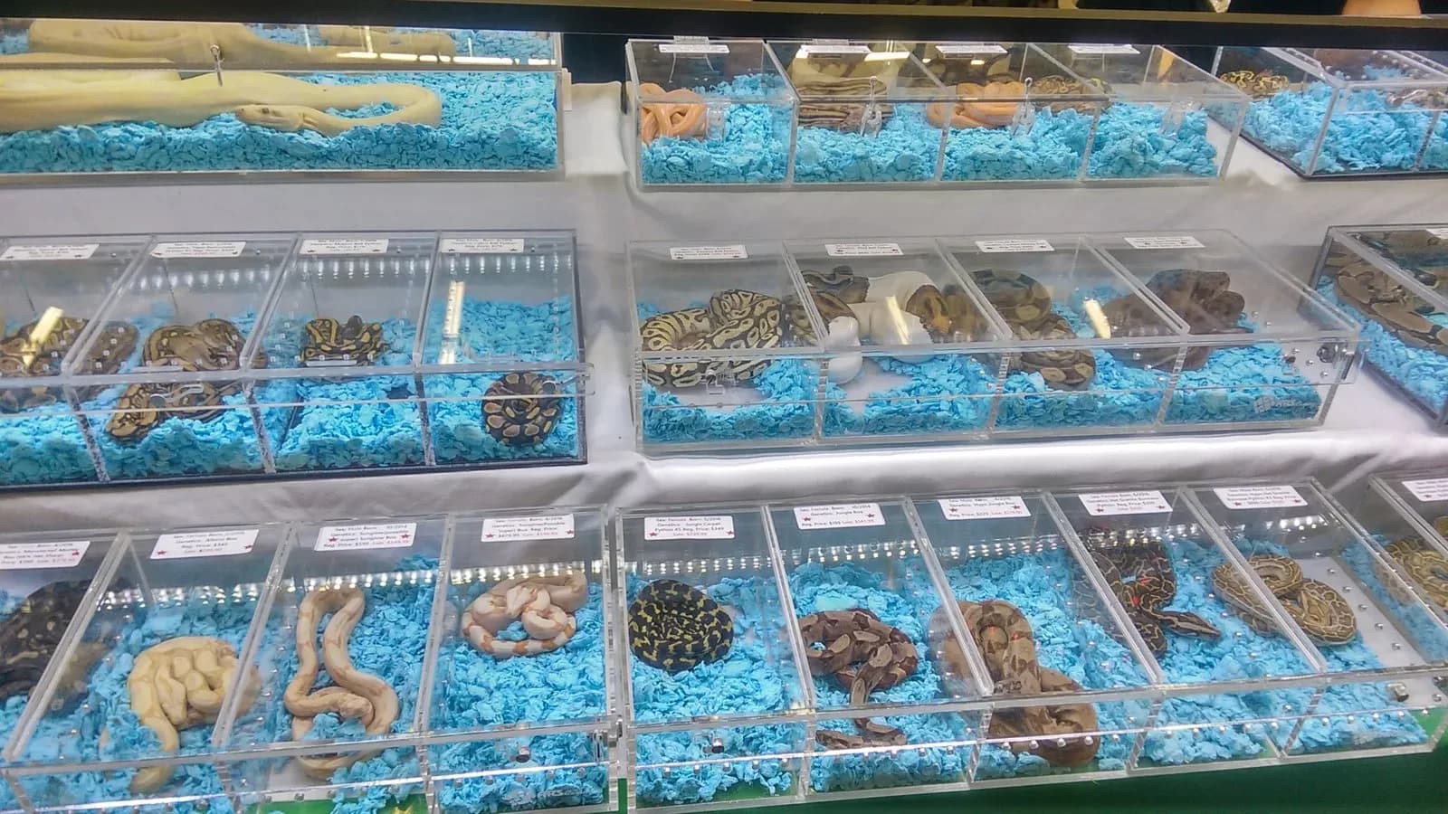 Snakes displayed in tubs at a reptile expo (illustrative)