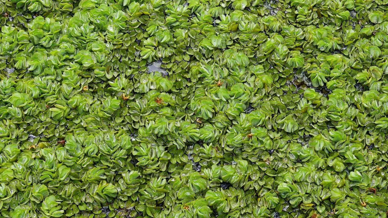 A dense green mat of giant salvinia covering the surface of the water