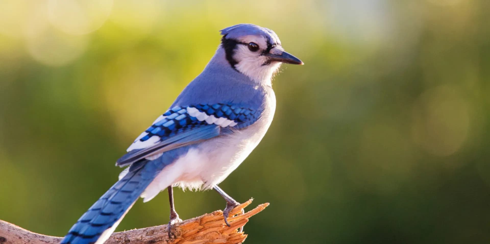 blue jay August 24