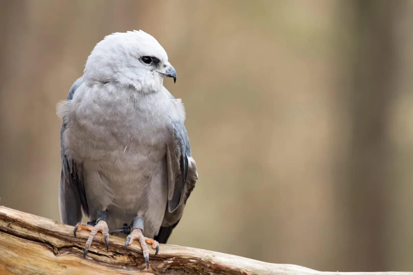 A Mississippi Kite perched on a branch