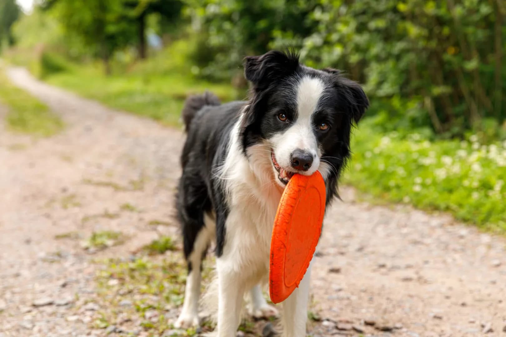 Outdoor portrait of cute funny puppy dog border collie catching frisbee in air. Dog playing with flying disk. Sports activity with dog in park outside