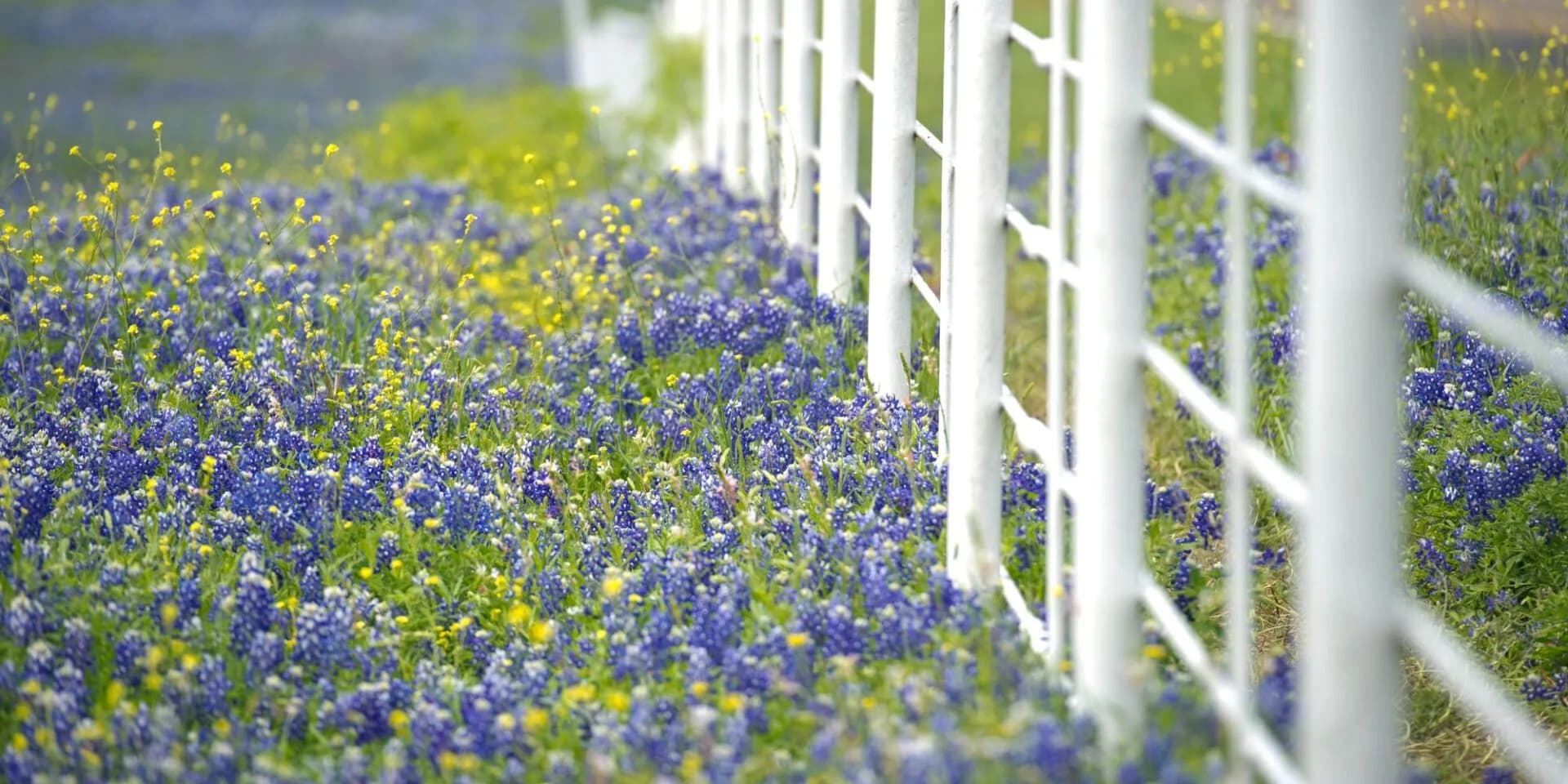 Bluebonnetds