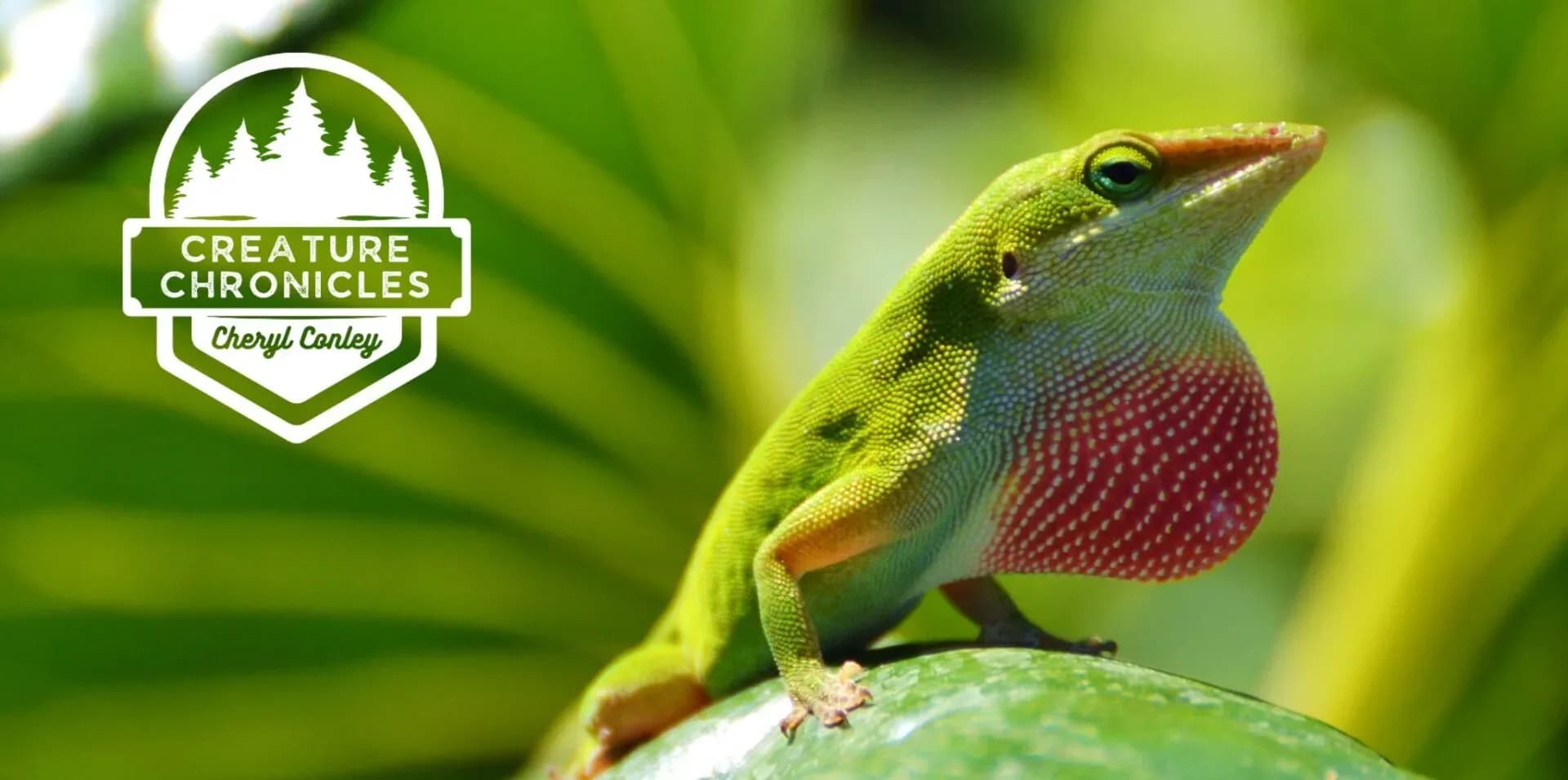 Cheryl Conley August Web Header