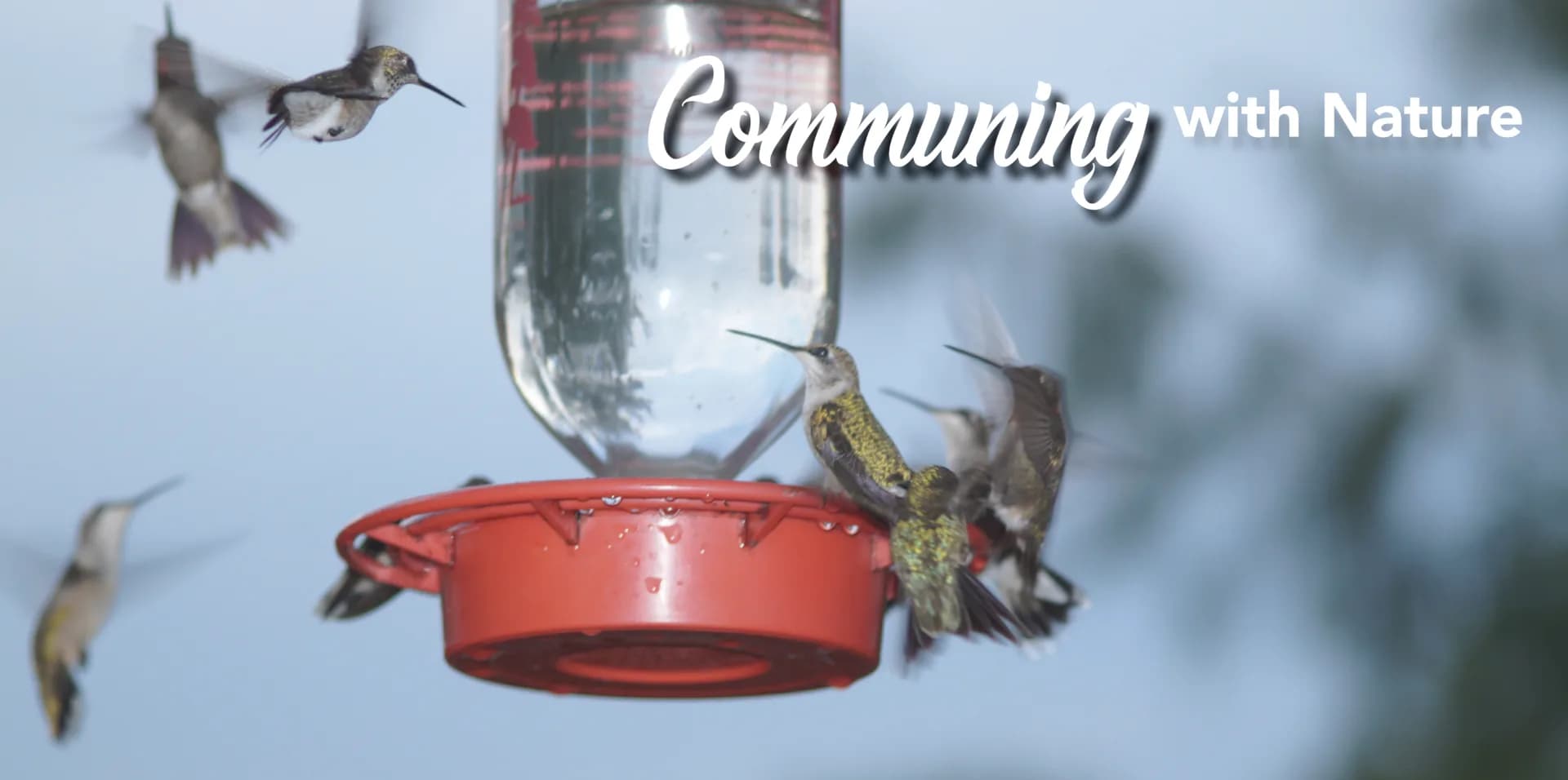 Communing with nature header