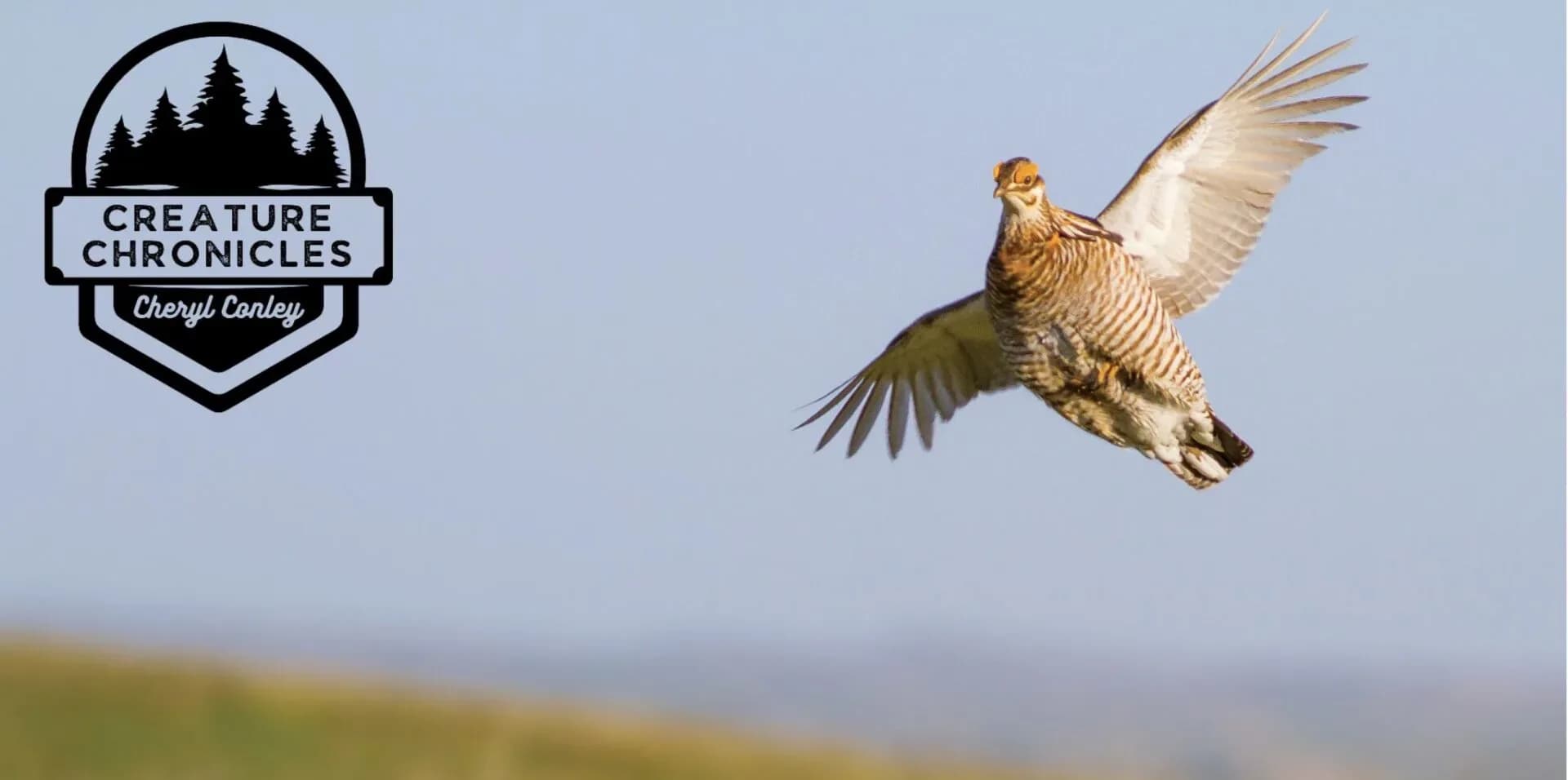 Prairie Chicken header
