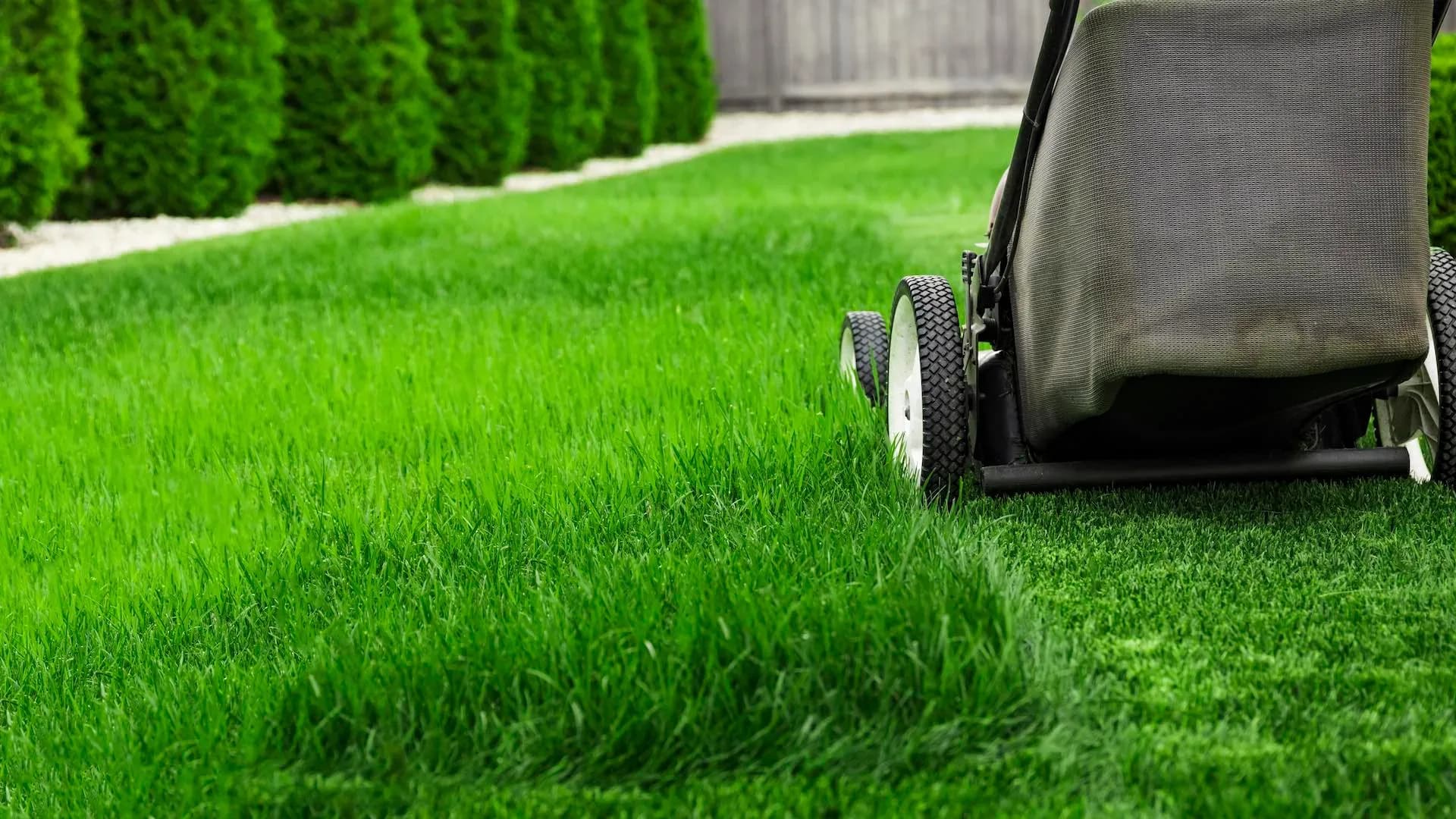8 Lawn Care and Maintenance Tips You Must Know