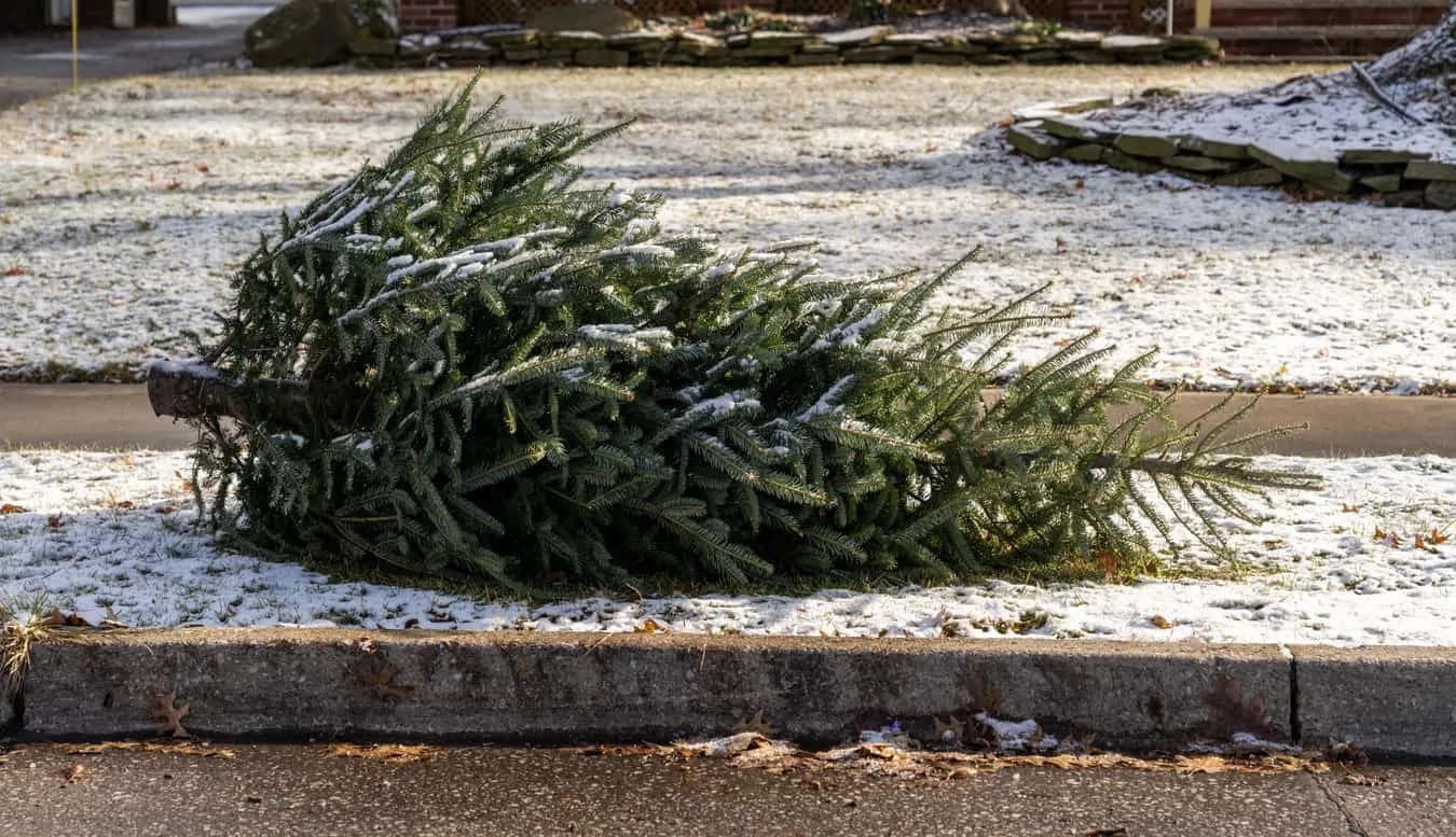 SJRA and TPWD Christmas Tree Drive