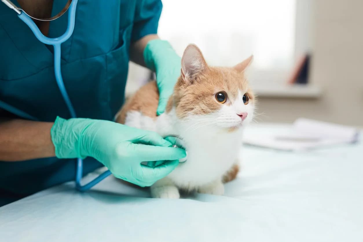 Finding the Best Vet Clinic for Your Needs!