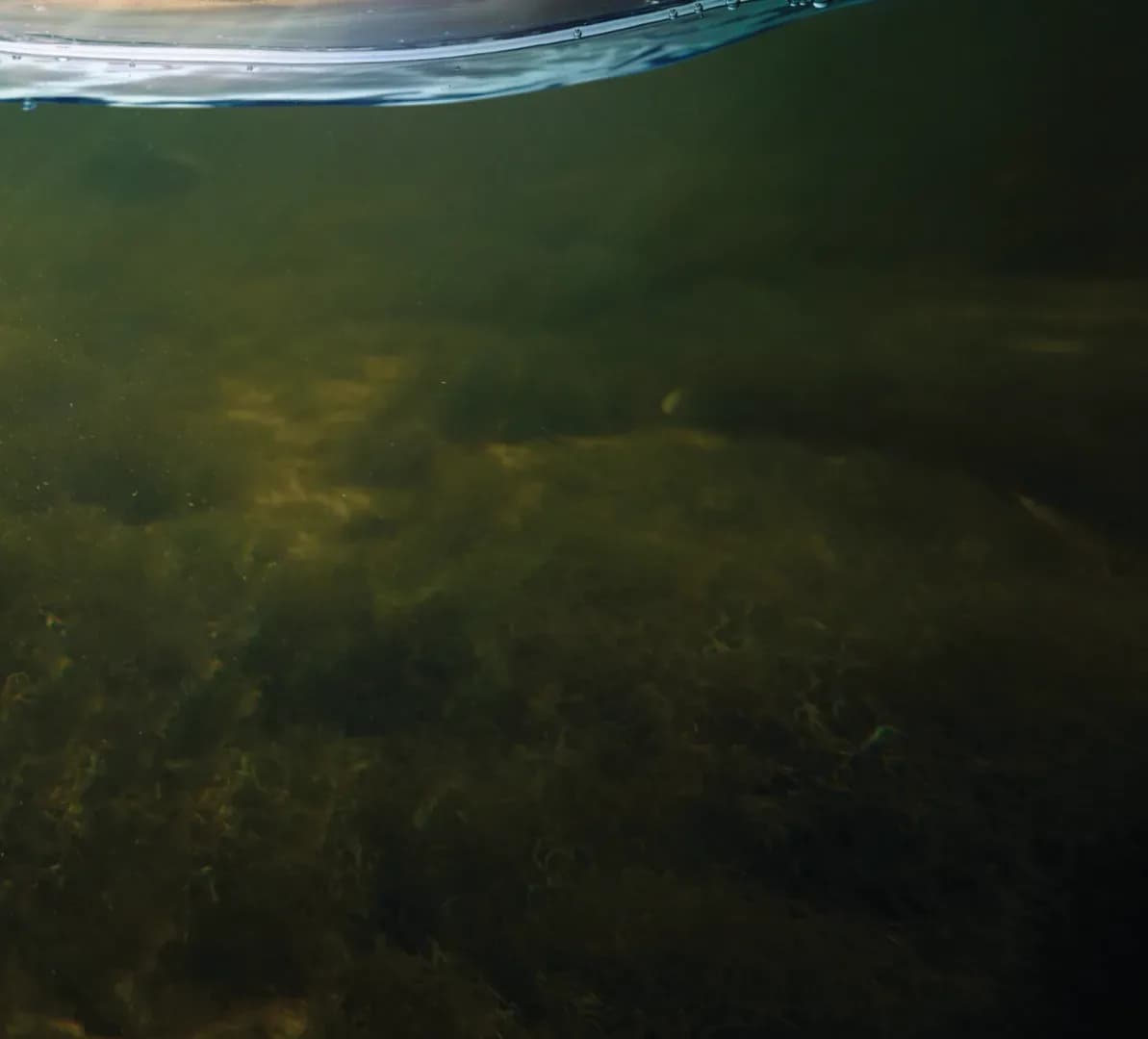 Creatures from the Deep-May 21