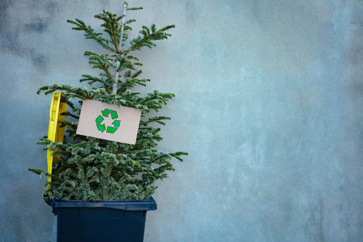 christmas tree disposal